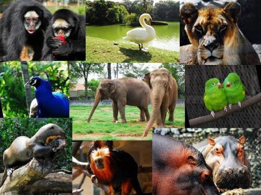 Zoologico Quinzinho De Barros Sorocaba Dia De Visita Renata Matos Corretora Telefonespg